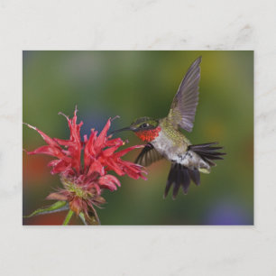 Male Ruby-throated Hummingbird feeding on Postcard