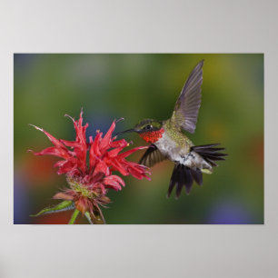Male Ruby-throated Hummingbird feeding on Poster