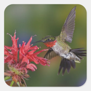 Male Ruby-throated Hummingbird feeding on Square Sticker