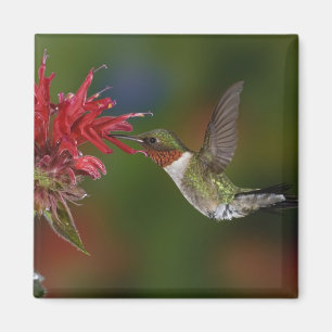 Male Ruby-throated Hummingbird Magnet