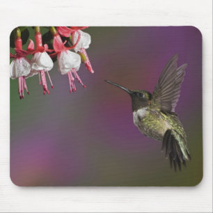 Male Ruby throated Hummingbird Mouse Pad