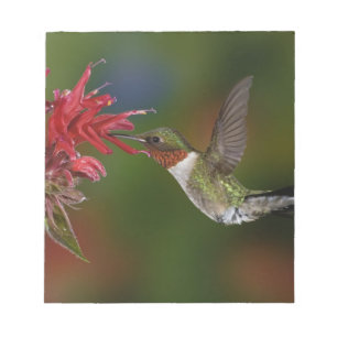 Male Ruby-throated Hummingbird Notepad