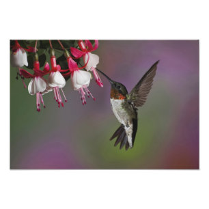 Male Ruby throated Hummingbird Photo Print