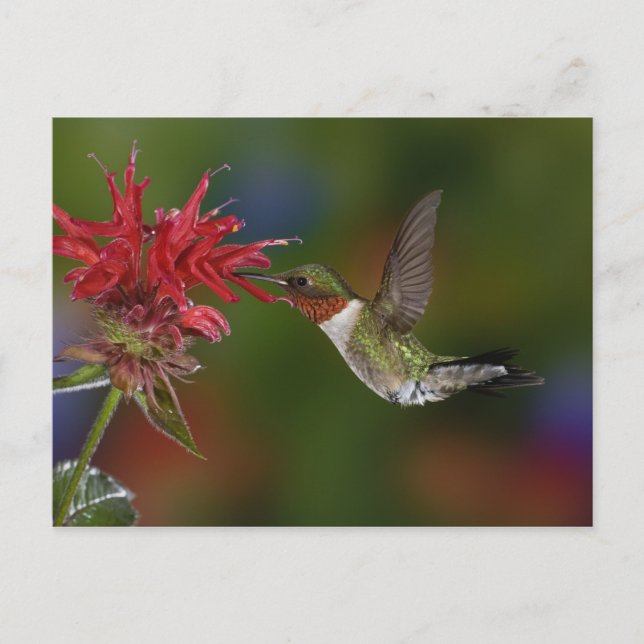 Male Ruby-throated Hummingbird Postcard (Front)