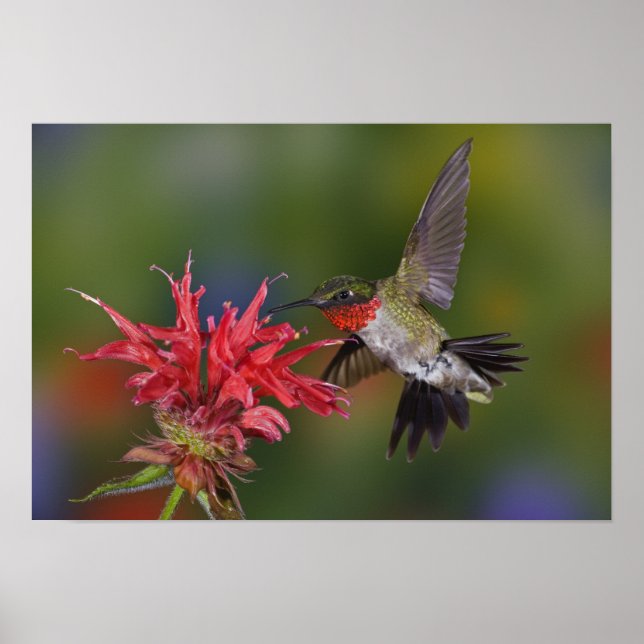 Male Ruby-throated Hummingbird Poster (Front)
