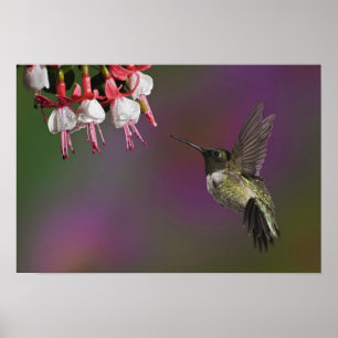 Male Ruby throated Hummingbird Poster