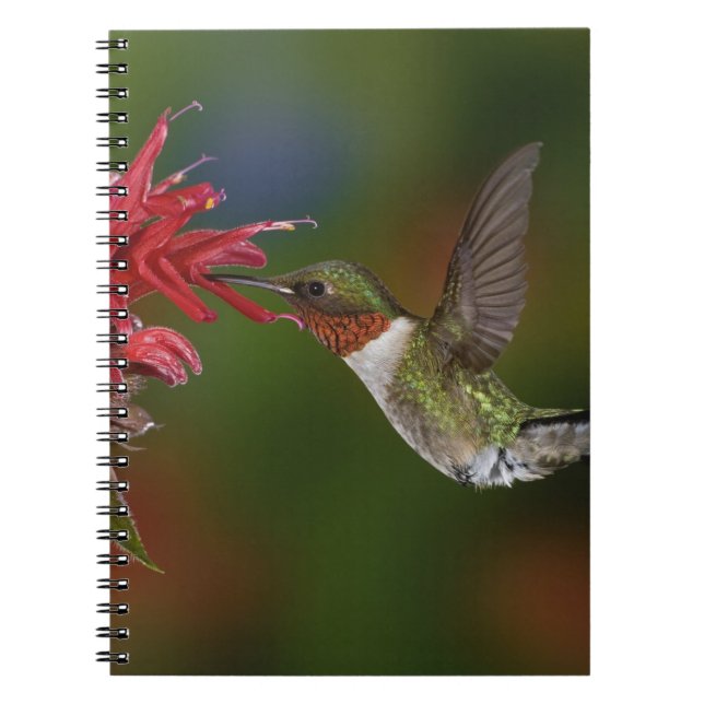 Male Ruby-throated Hummingbird Spiral Notebook (Front)