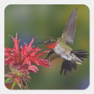 Male Ruby-throated Hummingbird Square Sticker