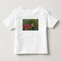 Male Ruby-throated Hummingbird