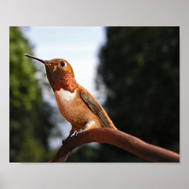 Male Rufous Hummingbird - Fine Art Prints (Front)