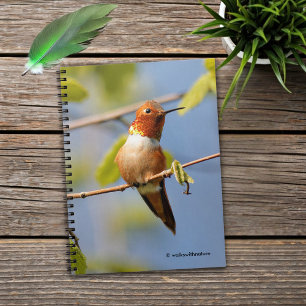 Male Rufous Hummingbird in the Summer Sun Spiral Notebook