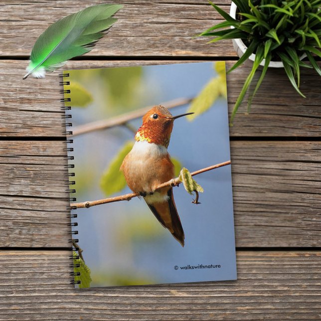 Male Rufous Hummingbird in the Summer Sun Spiral Notebook (Rufous Hummingbird in the Summer Sun Journal Cover Photo)