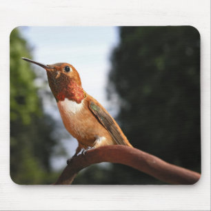 Male Rufous Hummingbird - Mousepad