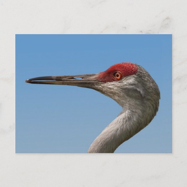 Male Sandhill Crane Postcard (Front)