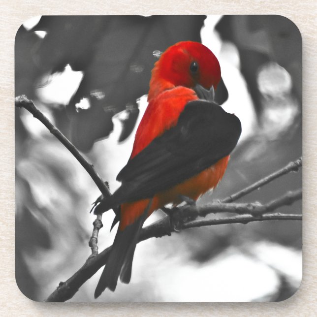 Male Scarlet Tanager Coaster (Front)