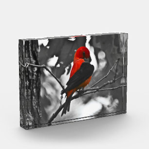 Male Scarlet Tanager Photo Block