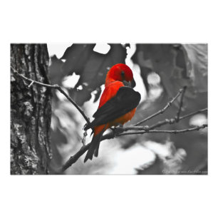 Male Scarlet Tanager Photo Print