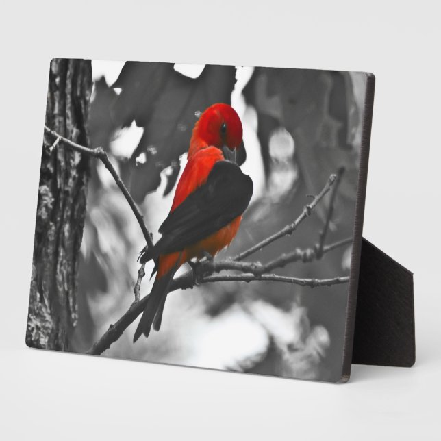 Male Scarlet Tanager Plaque (Side)
