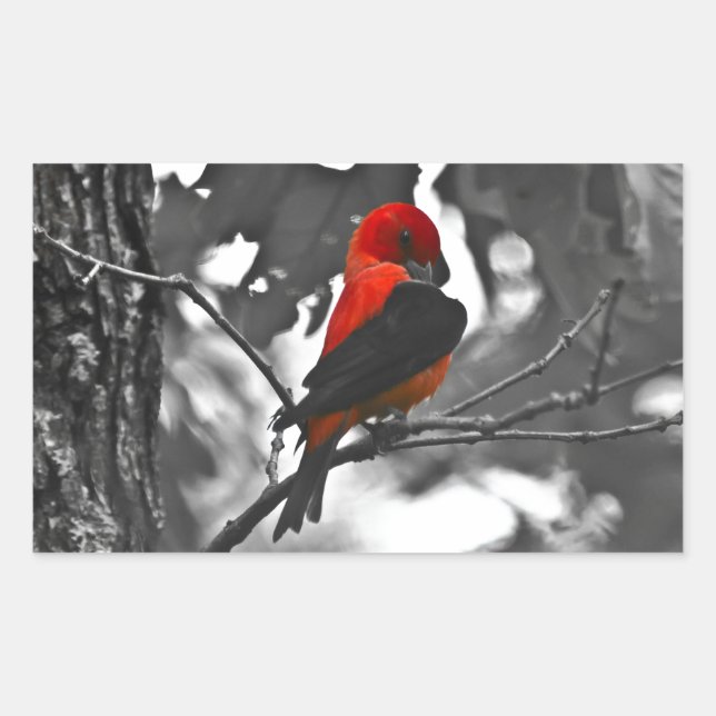 Male Scarlet Tanager Rectangular Sticker (Front)
