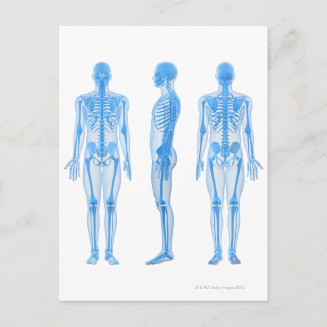 Male Skeleton Postcard (Front)