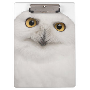 Male Snowy Owl (Bubo scandiacus) is a large owl Clipboard