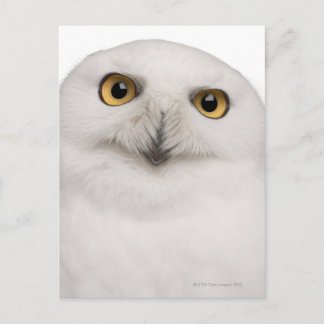 Male Snowy Owl (Bubo scandiacus) is a large owl Postcard