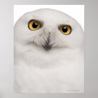 male Snowy Owl (Bubo scandiacus) is a large owl