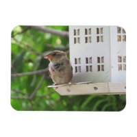 Male Sparrow in Summer Magnet