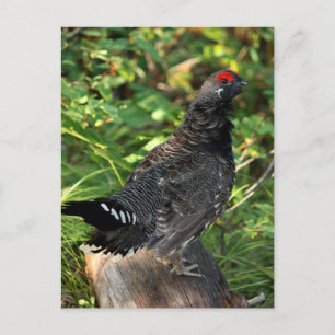 Male Spruce Grouse Postcard