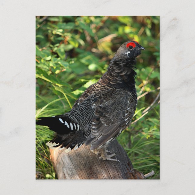 Male Spruce Grouse Postcard (Front)