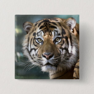 Male Sumatran Tiger (Panthera tigris sumatrae) 15 Cm Square Badge