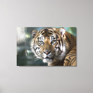 Male Sumatran Tiger (Panthera tigris sumatrae) Canvas Print