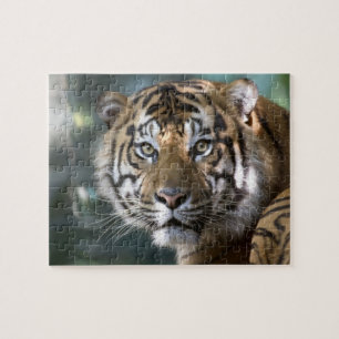 Male Sumatran Tiger (Panthera tigris sumatrae) Jigsaw Puzzle