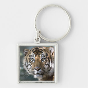 Male Sumatran Tiger (Panthera tigris sumatrae) Key Ring