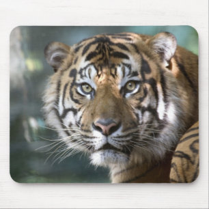Male Sumatran Tiger (Panthera tigris sumatrae) Mouse Pad