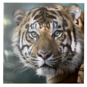 Male Sumatran Tiger (Panthera tigris sumatrae) Tile