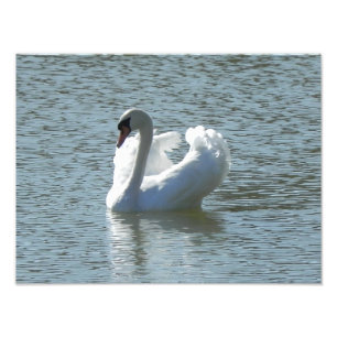 Male swan photo print