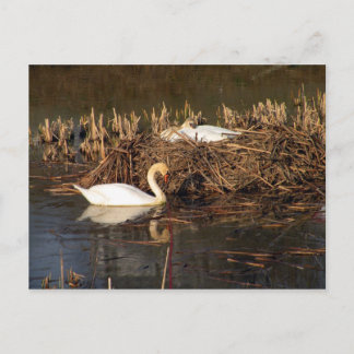 Male Swan Watching Over His Mate Postcard
