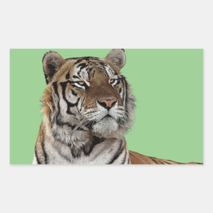 male tiger head animal wildlife nature art rectangular sticker