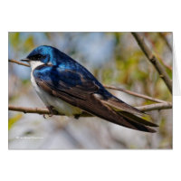 Male Tree Swallow on a Tree