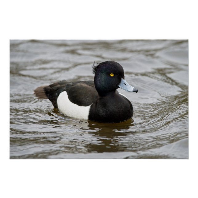 Male tufted duck poster (Front)