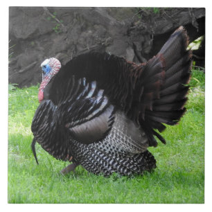 Male Turkey Displaying Tail Feathers Close Up Tile