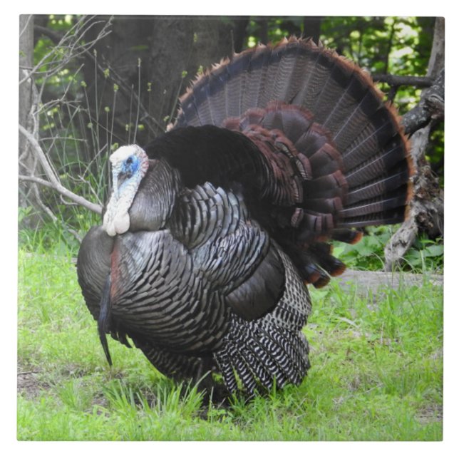 Male Turkey Displaying Tail Feathers Close Up  Tile (Front)