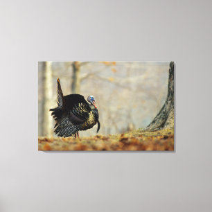 Male turkey strutting, Illinois Canvas Print