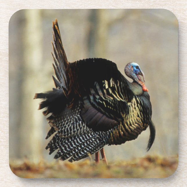 Male turkey strutting, Illinois Coaster (Front)