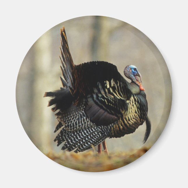 Male turkey strutting, Illinois Magnet (Front)
