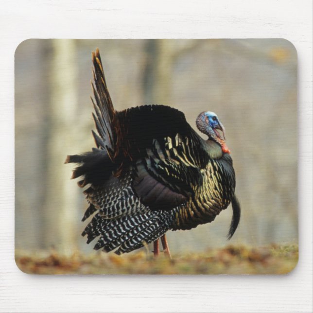 Male turkey strutting, Illinois Mouse Pad (Front)
