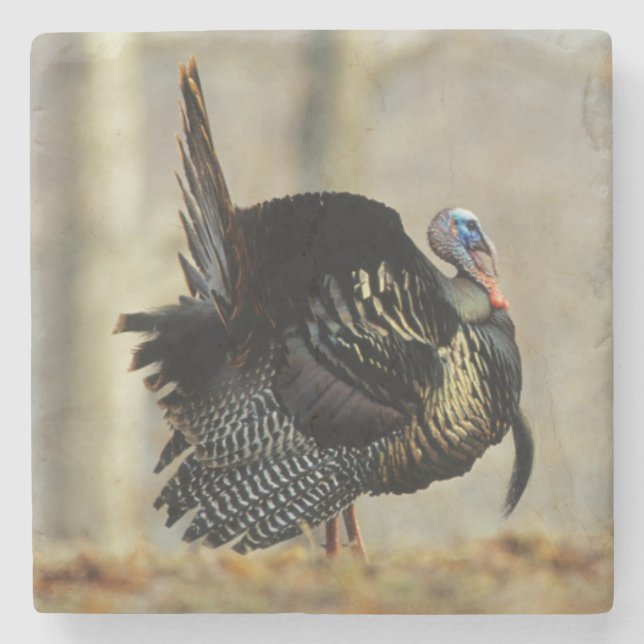 Male turkey strutting, Illinois Stone Coaster (Front)