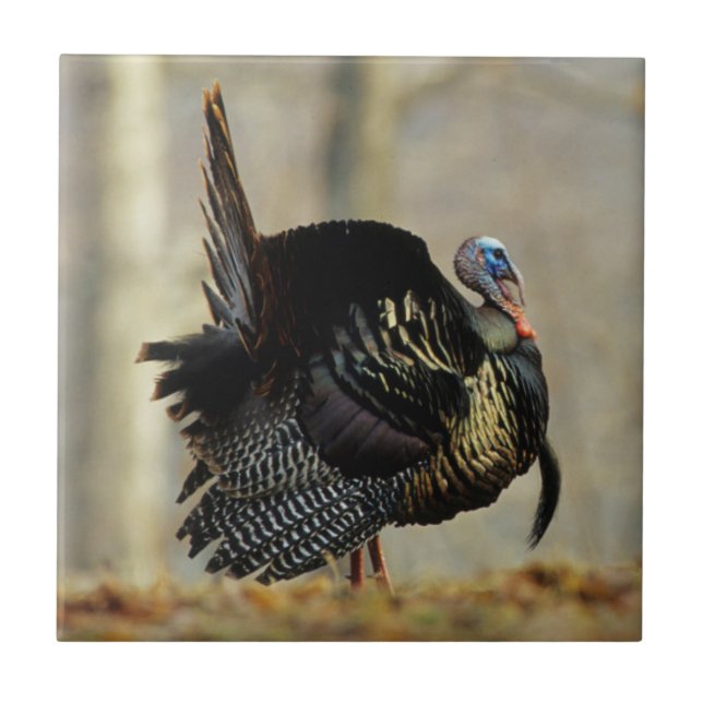 Male turkey strutting, Illinois Tile (Front)