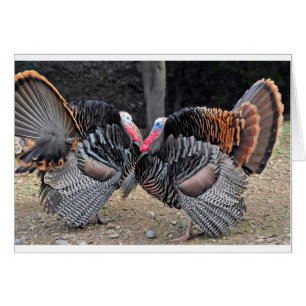 Male turkeys, nose to nose with feathers arrayed